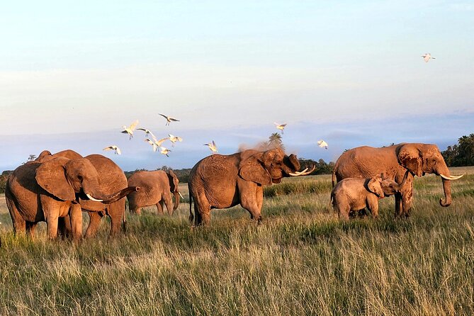 Amboseli & Nairobi National Park 3 Day Safari - Pickup and Meeting Details