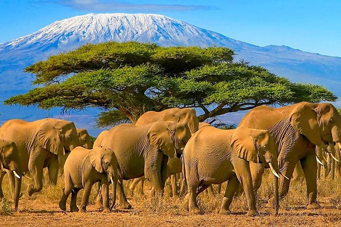 Amboseli National Park Guided Full Day Tour - Additional Information