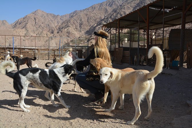 Aqaba Dog Shelter Conservation Experience - What to Expect
