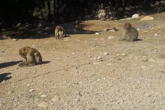 Atlas Mountains, Morocco: Ifrane, Azrou, Monkey Forest, Full Day Tour From Fez - Culinary Delights