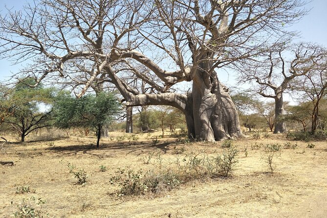 Bandia Park Safari (Minimum 2 Participants) - The Sum Up