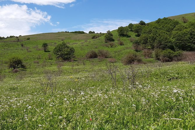 Barbecue in the Forest Near Tbilisi - Pricing and Reservation Options