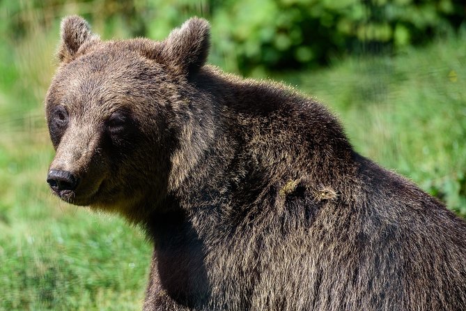 Bears Sanctuary & Dracula Castle - Tickets Included - Booking Information
