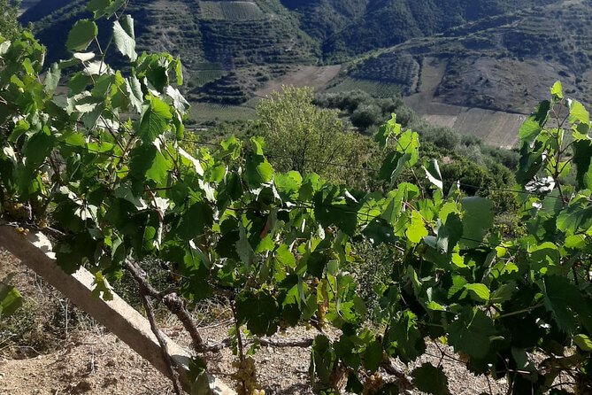 Berat 4x4 Off-Road and Vineyard Wine Tasting - Directions to Meeting Point