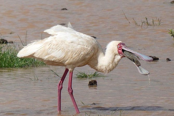 Best Tanzania Safari Tarangire Day Tour With Kilinge Adventure - Reviews and Ratings