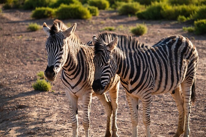 Cape Town Afternoon Safari With Transport and Lunch - Reviews