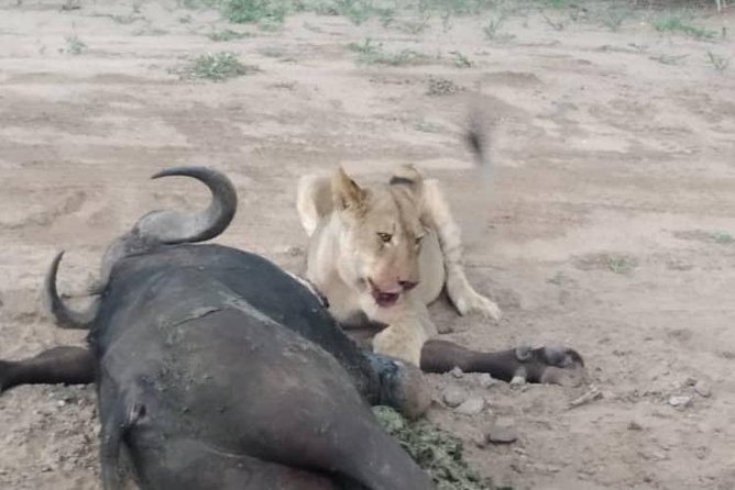 Chobe Day Trip - Confirmation Process