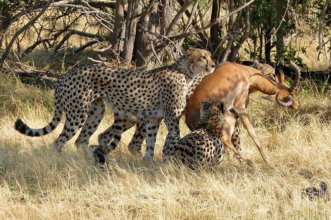 Chobe Full Day Safari With Victoria Falls Sunrise Tour Combo - Frequently Asked Questions