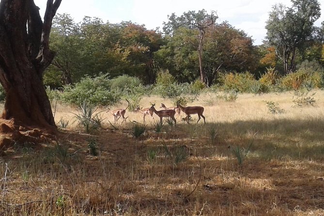 Chobe Full Day Trip - Price and Availability