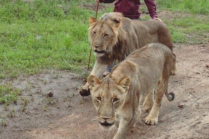 Chobe National Park Safari Full Day-trip - Important Information
