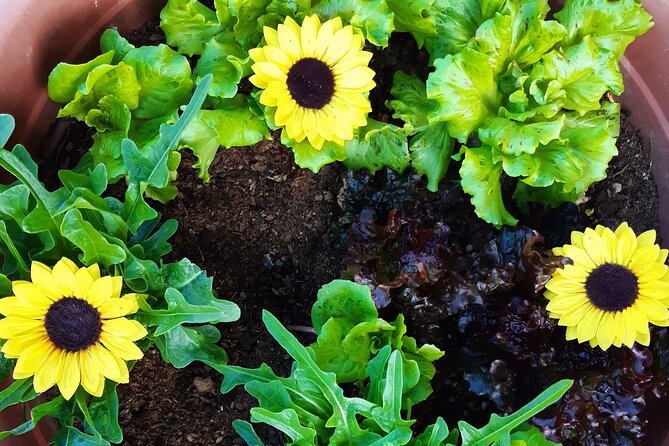 Creative Laboratory – Plants and Colours