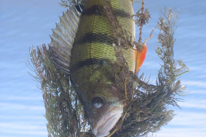 Daily Fishing in the Danube Delta With the Local Guide ... - Daily Fishing Experience