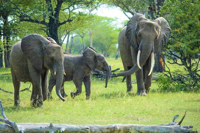 Day Safari Selous Game Reserve From Zanzibar Incl. Flights - Booking Details