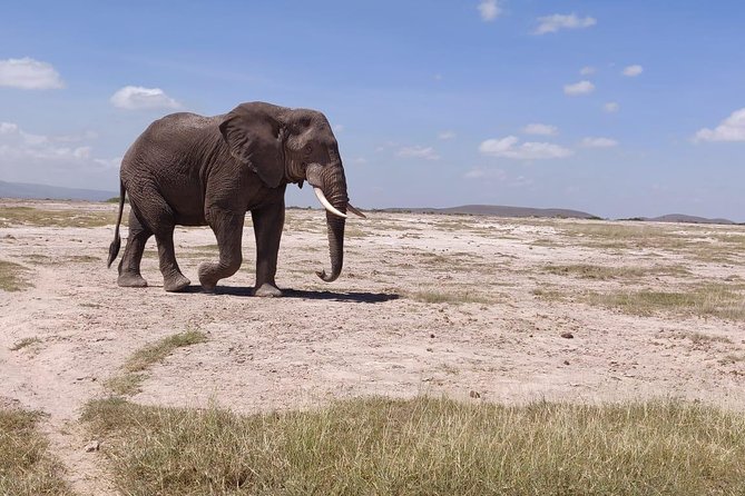 Day Tour to Amboseli National Park - Customer Reviews