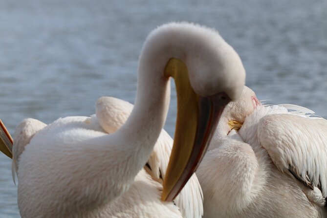 Day Tour to Hells Gate National Park and Optional Boat Ride on Lake Naivasha - Cancellation Policy