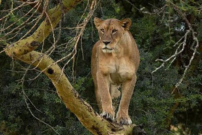 Day Tour To Lake Nakuru Park With Optional Boat Ride on Lake Naivasha - Additional Information
