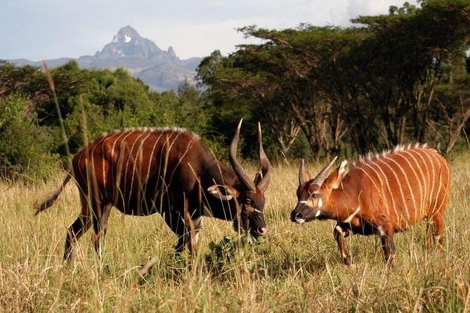 Day Tour To Mt. Kenya - Flora and Fauna Discovery
