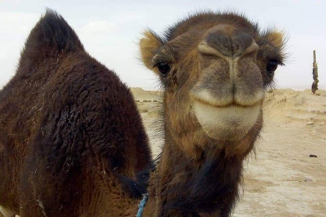 Day Tours to Mini Sahara Desert Massa Tiznit - Desert Activities