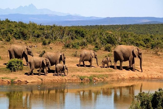 Day Trip - Tarangire National Park - Booking Options