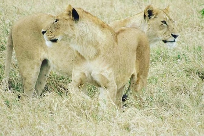 Day Trip To Arusha National Park - Important Information