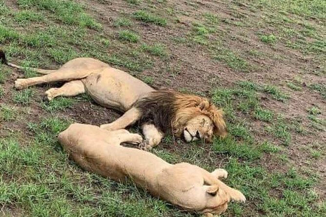 Day Trip to Tarangire National Park From Arusha / Kilimanjaro - Pickup Points and Timings