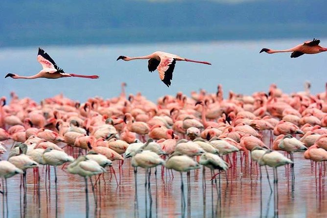 Day Trip Tour to Arusha National Park - Cancellation Policy