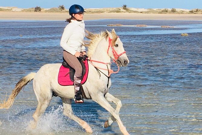 Discovery Ride on Horseback or Camel 2h30 - Cancellation Policy