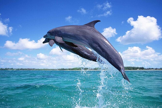 Dolphin Discovery Adventure in Hurghada - Pricing and Availability