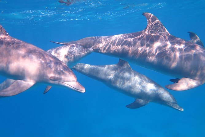 Dolphin House, Amazing Trip With Snorkeling and Dolphin Watching - Price and Guarantee