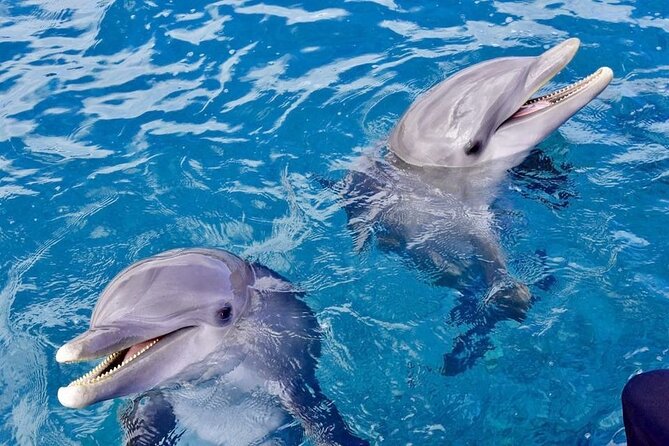 Dolphin House Sea Trip - HURGHADA VIP - Pricing