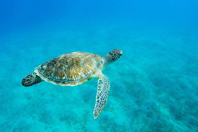 Dolphin Reef Trip, Full-Day Boat Trip With Snorkeling and Lunch. - Reviews and Ratings