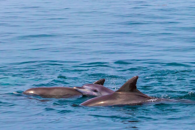 Dolphin Watch & Snorkeling at Kisite Marine Park & Wasini Island - Pricing & Inclusions