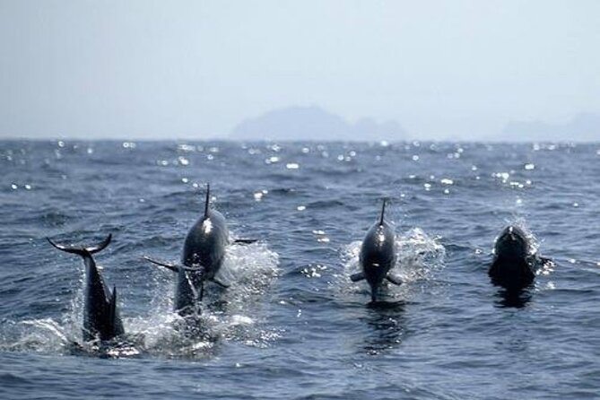Dolphin Watching and Snorkeling Activity in Muscat - The Sum Up
