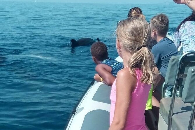 Dolphin Watching at Dawn in Alcúdia