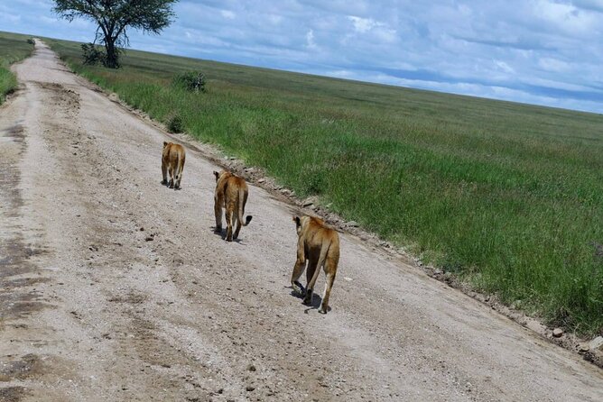 Early Morning Half Day Mini Safari To Nairobi National Park - Important Logistics
