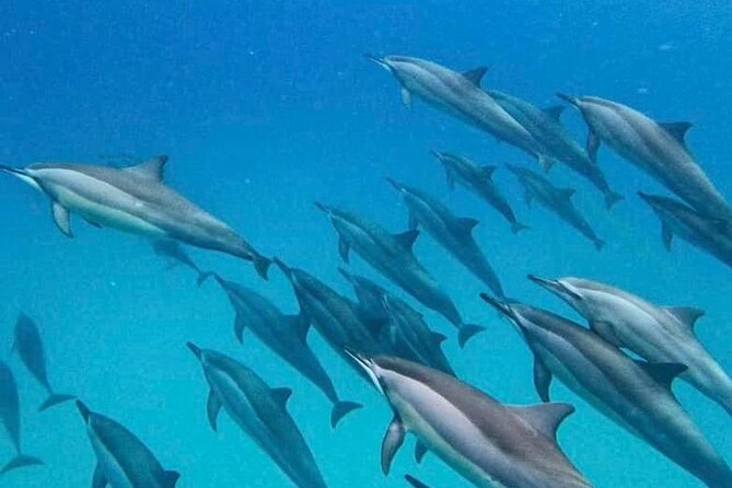 Eco-friendly Dolphin Watching Tour in Mauritius - Cancellation Policy