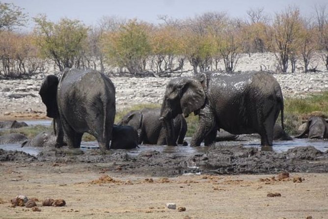 ETOSHA PARK SAFARI With Local Guides in 9-Seater 4x4s - Additional Details