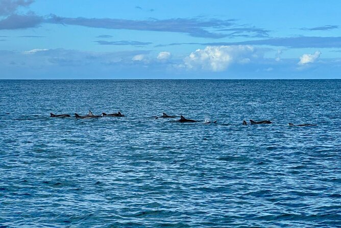 Exciting Dolphin Encounters in the Maurtiuss Lagoon - Frequently Asked Questions
