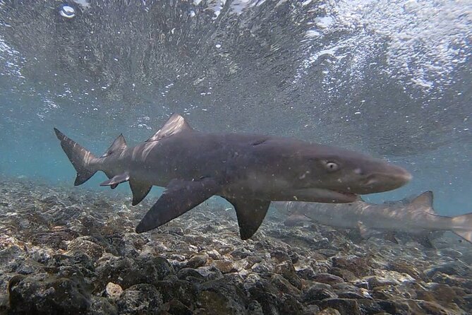 Experience on Sal Island With Native and Certified Guide (Including Sharks) - Helpful Recommendations