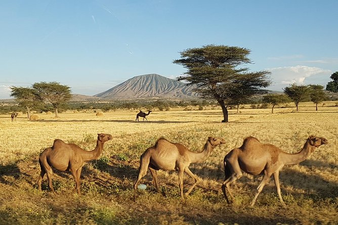 Explore the Ethiopian Rift Valley Lakes and the UNESCO Site of Steles of Tiya - Inclusions and Exclusions