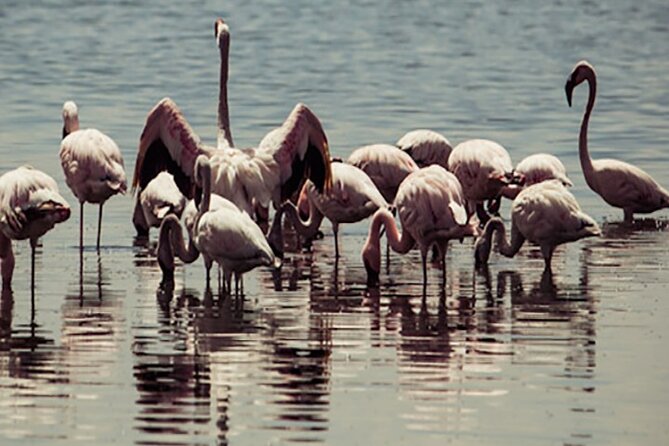 Fayoum Full Day Tour Bird Watching - Inclusions and Exclusions
