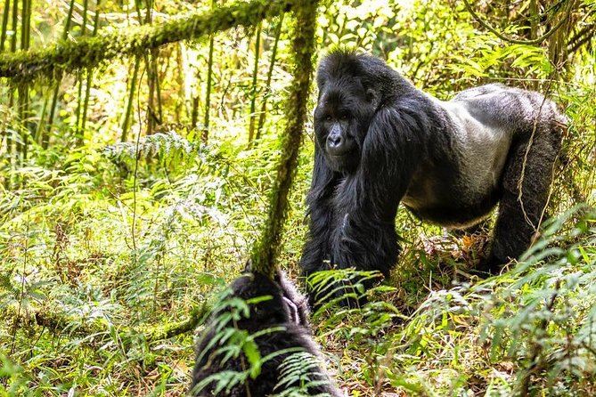 From Kigali: 2-Day Rwanda Gorilla Trekking Experience - Frequently Asked Questions