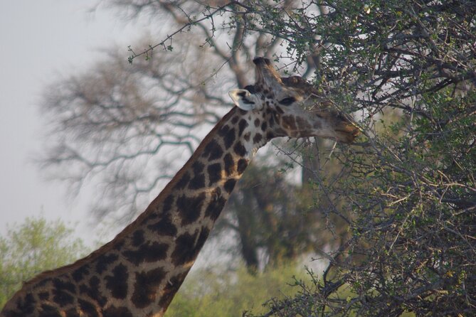 Full Day Chobe Game Drive, Guided Tour of Falls & 15 Mins Helicopter Flight - Frequently Asked Questions