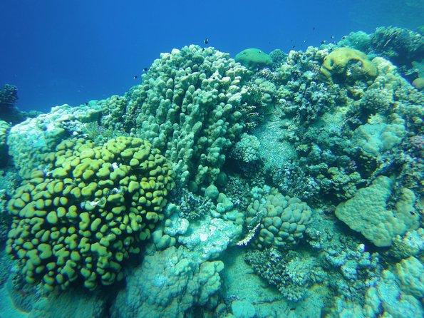 Full Day Dolphin House Satayeh Reef Snorkeling Sea Trip With Transfer-Marsa Alam - Special Offer Details