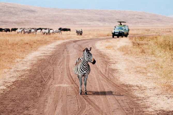 Full Day Guided Day Trip to Ngorongoro - What To Expect