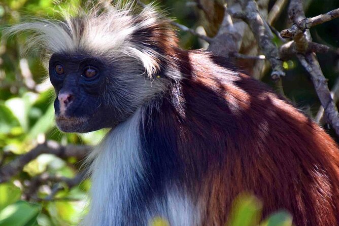 Full-Day Guided Private Dolphins Tour+ Monkeys + Stone Town &Spice Farm Zanzibar - Pricing and Availability