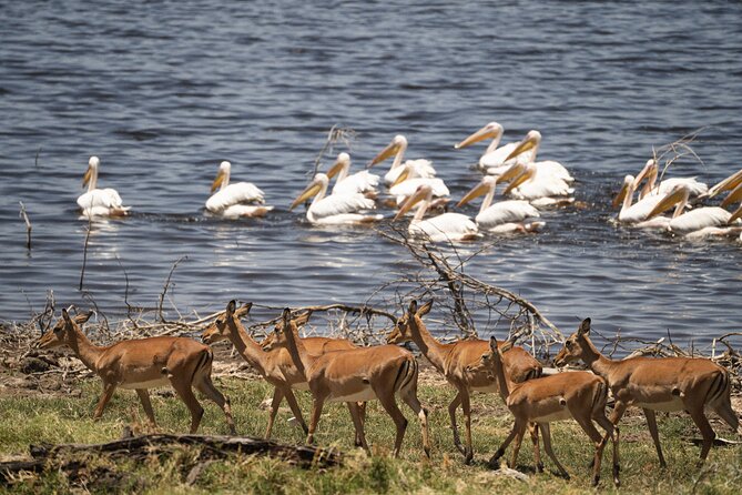 Full-Day Lake Nakuru National Park Private Guided Tour With Lunch - Booking and Cancellation Policy