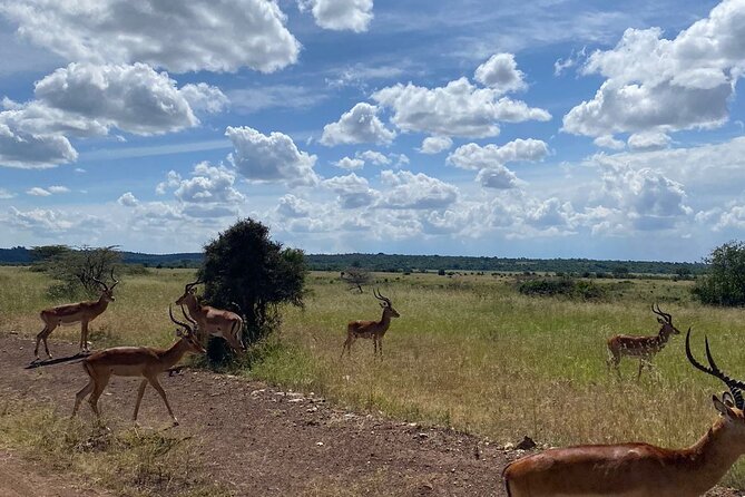 Full-Day Nairobi Circuit Private and Guided Tour - Additional Information