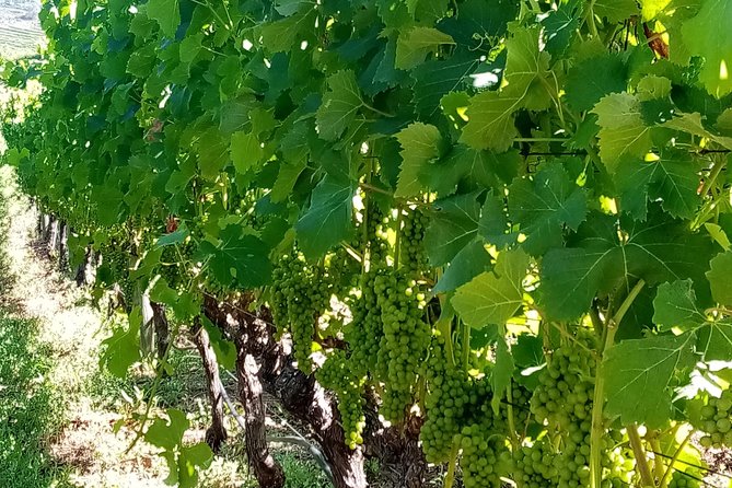 Full-Day Private Guided Wine Tasting Tour of Cape Wineries - Customer Reviews