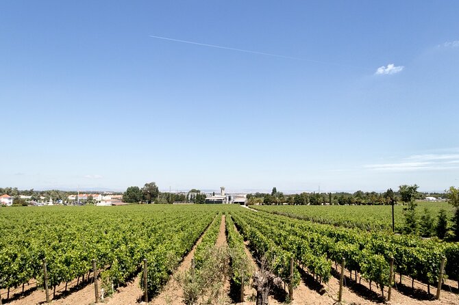 Full-Day Private Tour in Arrábida With Winery Tour From Lisbon - What To Expect
